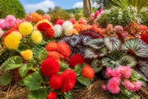 découvrez les variétés de bégonias idéales pour un jardin éclatant toute la saison. conseils et astuces pour choisir et entretenir ces fleurs colorées.