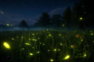 découvrez le monde enchanteur des lucioles et comprenez pourquoi ces insectes lumineux illuminent nos nuits d'été, apportant magie et mystère à la nature.