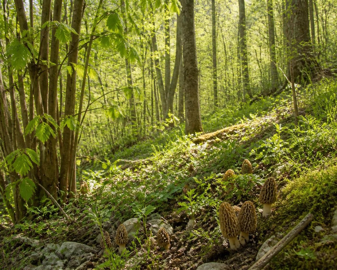 découvrez les conseils essentiels pour cueillir la morille en toute sécurité en pleine nature, en évitant les risques et en respectant l'environnement.