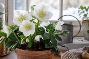 découvrez comment entretenir la rose de noël, cette fleur d'hiver, pour qu'elle fleurisse longtemps et embellisse votre maison pendant la saison froide.