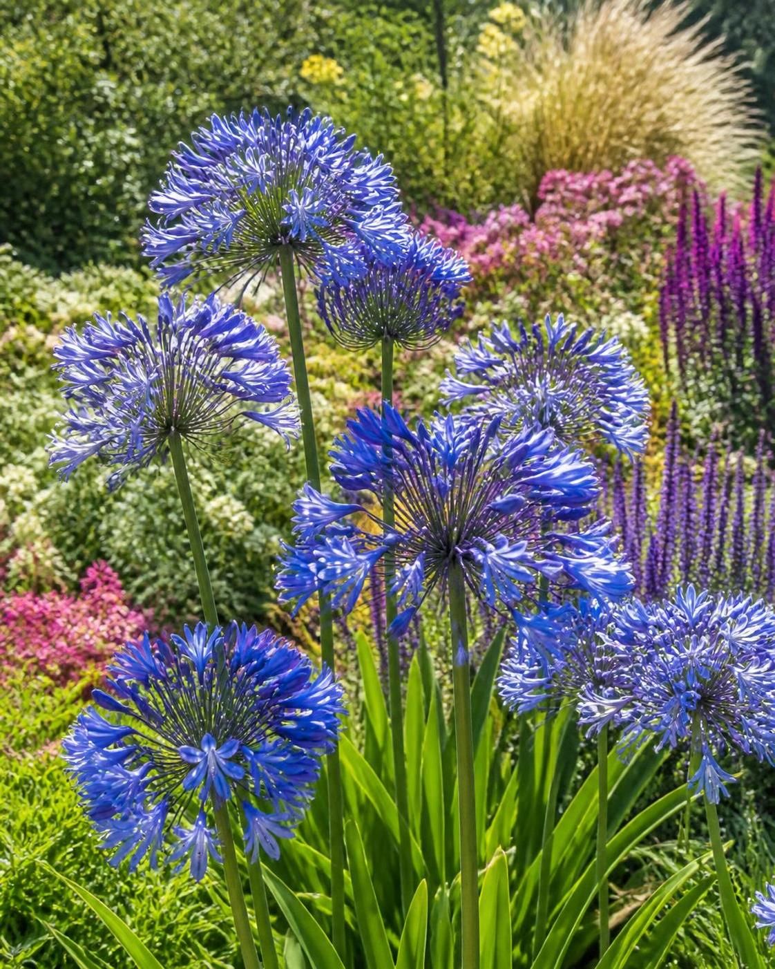 découvrez comment l'agapanthe peut sublimer votre jardin en été grâce à ses fleurs élégantes et sa facilité d'entretien, pour des espaces verts éclatants et pleins de charme.