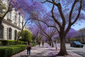 découvrez comment le jacaranda, avec ses magnifiques fleurs violettes, transforme nos balades printanières en ville en une expérience enchanteuse et colorée.