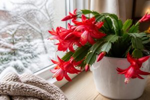 découvrez nos conseils pour entretenir votre cactus de noël et préserver sa floraison éclatante tout au long de l'hiver.