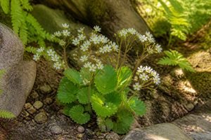 découvrez comment cultiver la saxifrage en choisissant l'exposition idéale pour assurer une croissance optimale et un jardin florissant.